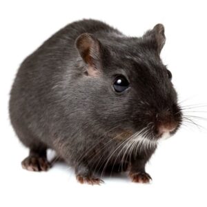 cute little gerbil on white background